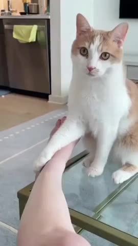 Angry cat bites