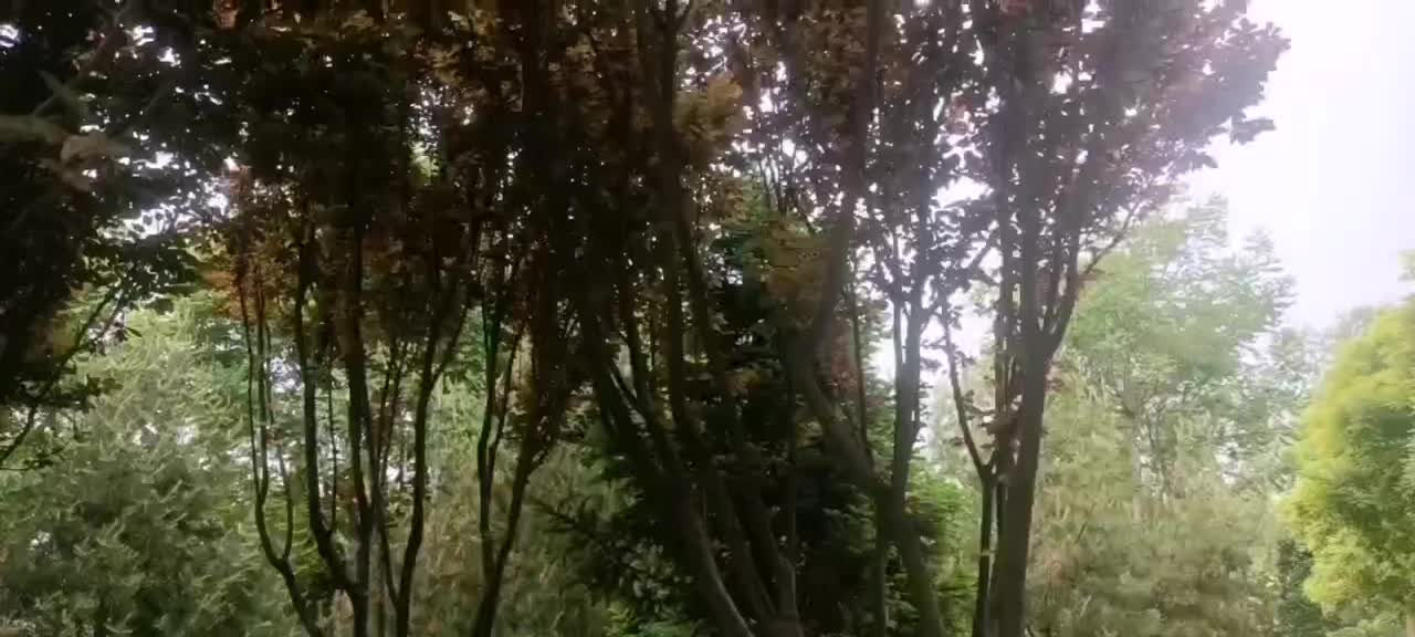 Passing through the woods, one after another, the heavenly trees come into view
