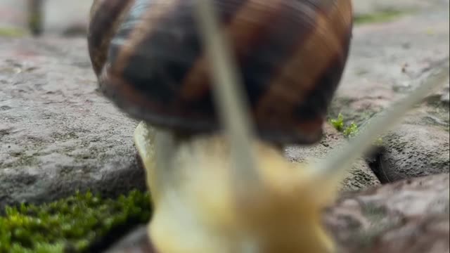 The snail is found on the beach. Watch his video