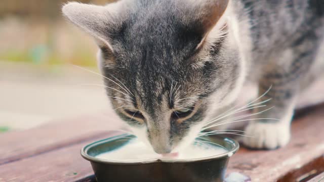 Cat drinking milk training