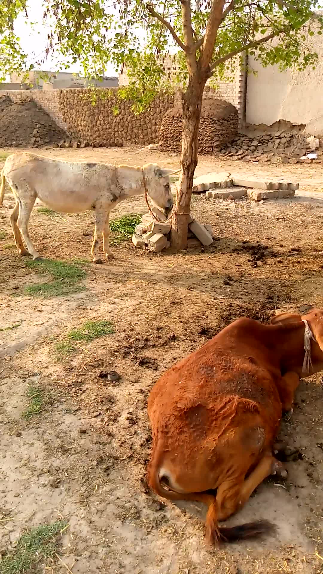 Donkey with baby cow