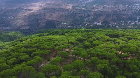 Forest Trees Road Aerial Green