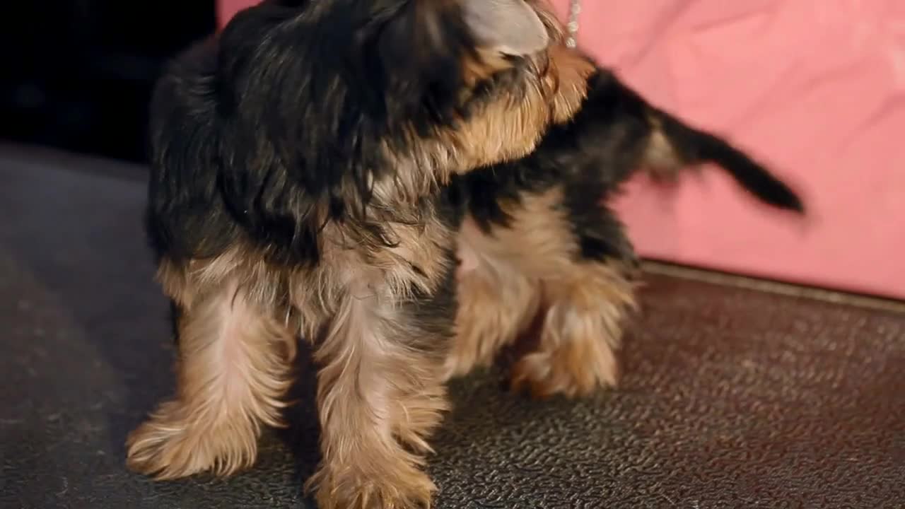 The owner of the dog is combing the dog on the table. The dog is a terrier of a dark brown color