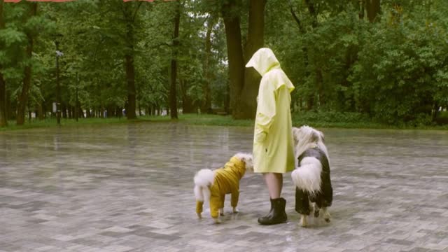 Adorable dogs modeling raining outfit