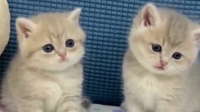 Are you twins?