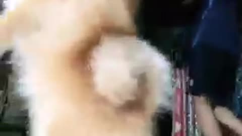 Funny dog