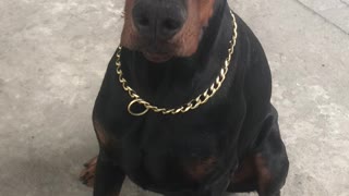Doberman Bodyguard is Ready for a Dang Treat Now
