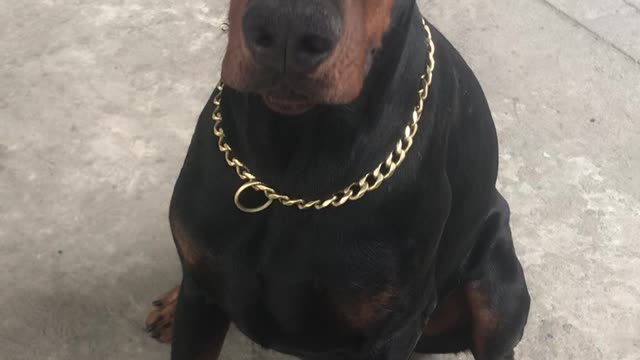 Doberman Bodyguard is Ready for a Dang Treat Now