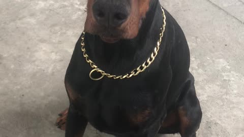 Doberman Bodyguard is Ready for a Dang Treat Now