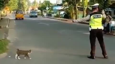 Parando o trânsito para o cachorro 🐕 passar