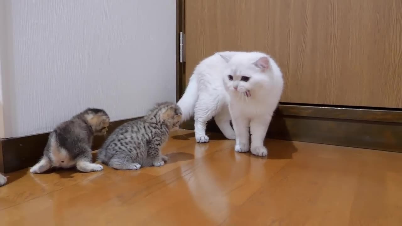 The kitten approaching the daddy cat to play with him was so cute.