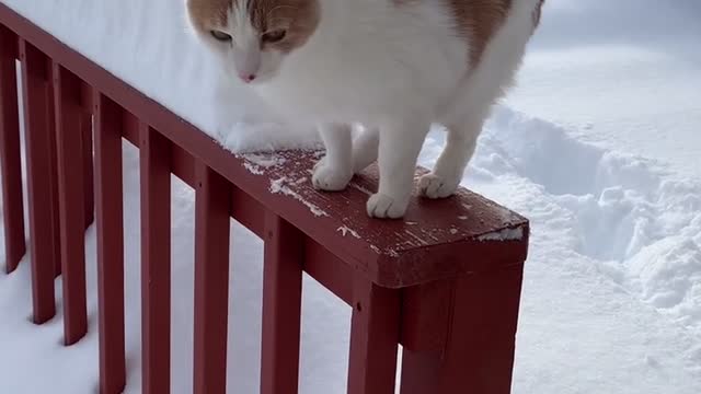 Kitten jumps into the snow and this happened..