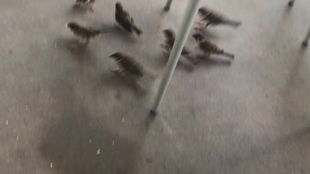 Birds eating breadcrumbs in Hong Kong Disneyland