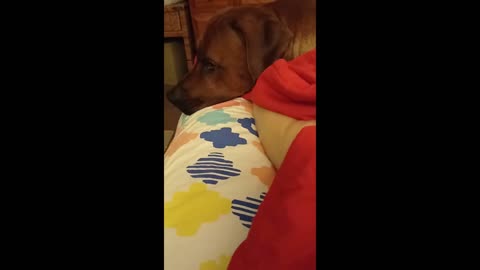 Sweet, Sleepy Ridgeback Comforts Insomniac 'Mum'