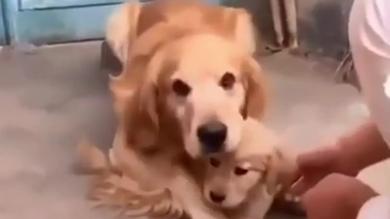 funny cute dogs