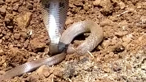 Indian snake