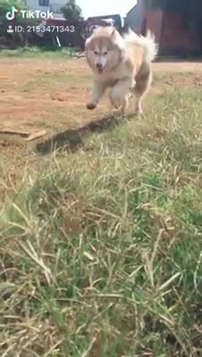 pet dogs running on the grass