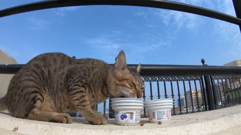MICHAEL JACKSON - Homeless cat in Ras Al Khaimah, UAE #cat #cats #MichaelJackson #emirates #ae #UAE