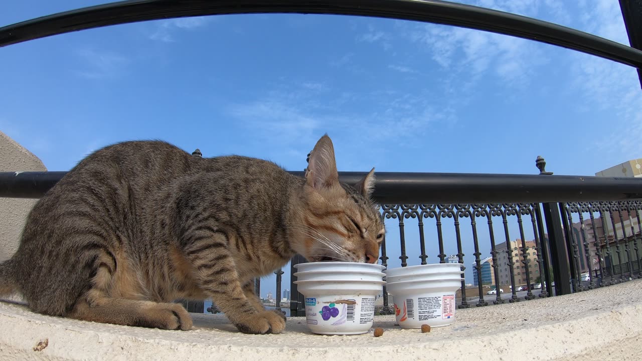 MICHAEL JACKSON - Homeless cat in Ras Al Khaimah, UAE #cat #cats #MichaelJackson #emirates #ae #UAE
