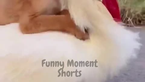 Animal love