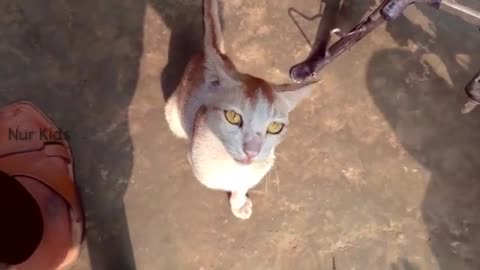 Funny Cat Cleaning Face # shorts
