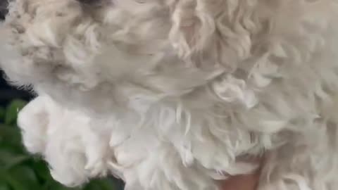 Happy holding a cute puppy