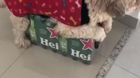 Dog that won't let you take beer - Try not to laugh