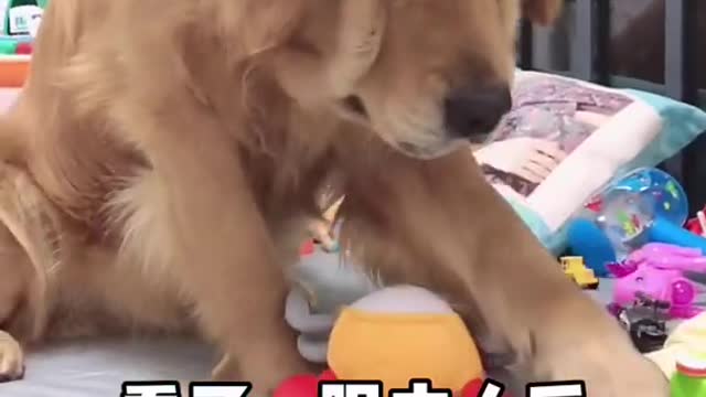 Funniest Animals - Best Of The 2021 Funny Animal Videos