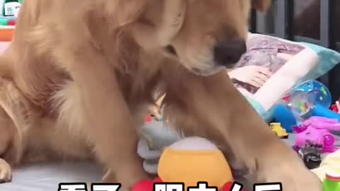 Funniest Animals - Best Of The 2021 Funny Animal Videos