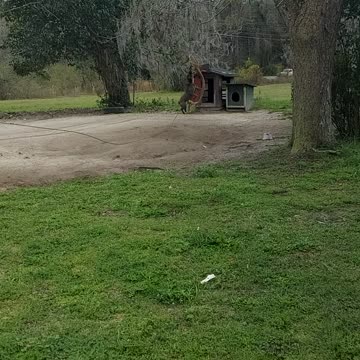 Mya the blue bull dog jumping for her rope again