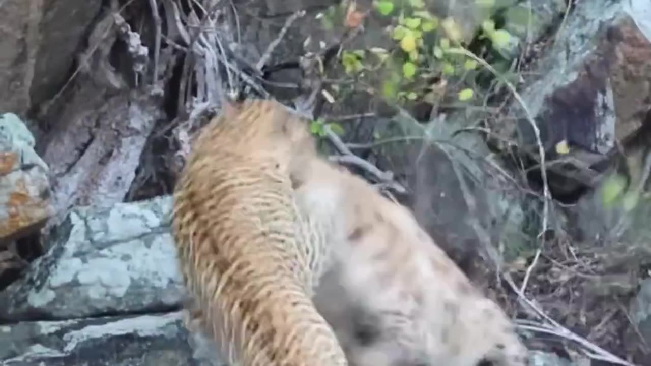 Leopard Fights Hyena for Impala