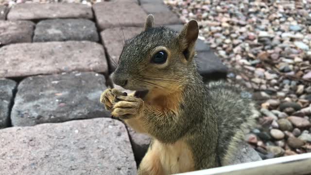 Best Funny Animal Videos 2022 and 2021 😺😁 - Funniest squirrel Videos 🥰🐴