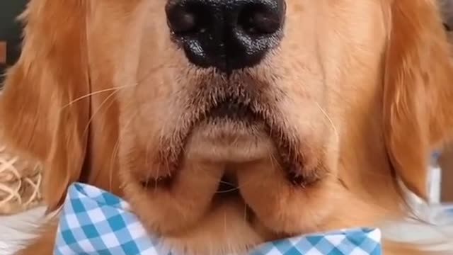 Dog funny video