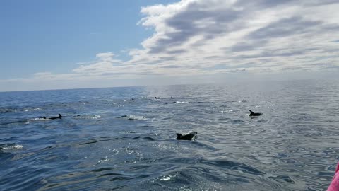 Dolphins During Boat Tour