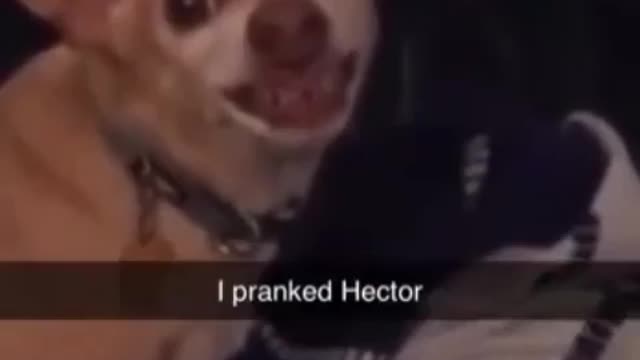 Cute dog got pranked