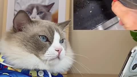 My mug 😭 #thatlittlepuff #catsoftiktok #CODAduets #recipes #Pet #EatFreshRefresh
