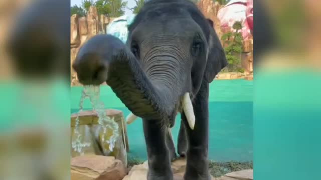 Cute elephants can spray water, it's fun and fun.