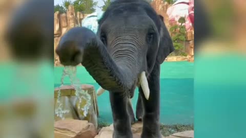 Cute elephants can spray water, it's fun and fun.