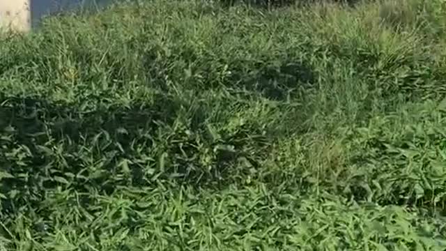 Woman Tries to Scare Stray Dogs Away From Monitor Lizard