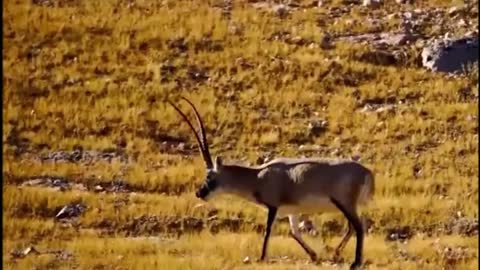 Come and watch the wild Tibetan antelope