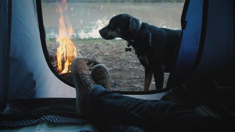 Person inside a tent with dog