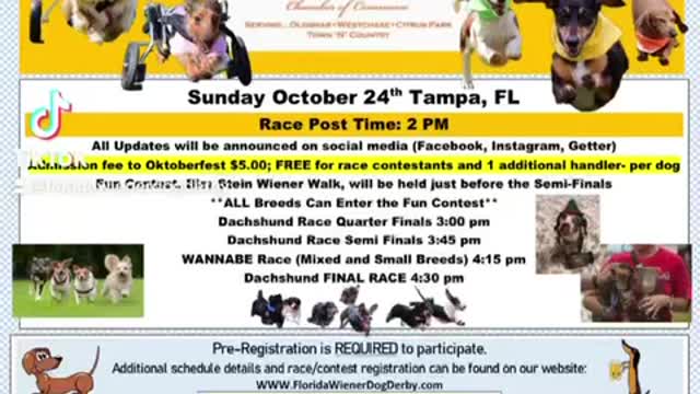 Tampa florida race of the dachshunds