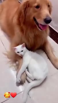 cat being protective over dog brother