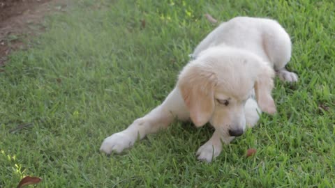 A puppy trying to eat walnuts