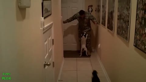 Dogs welcoming soldier home complition