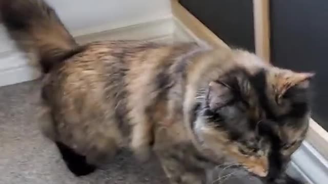 Cute and Funny Cat Videos Compilation - PART 69