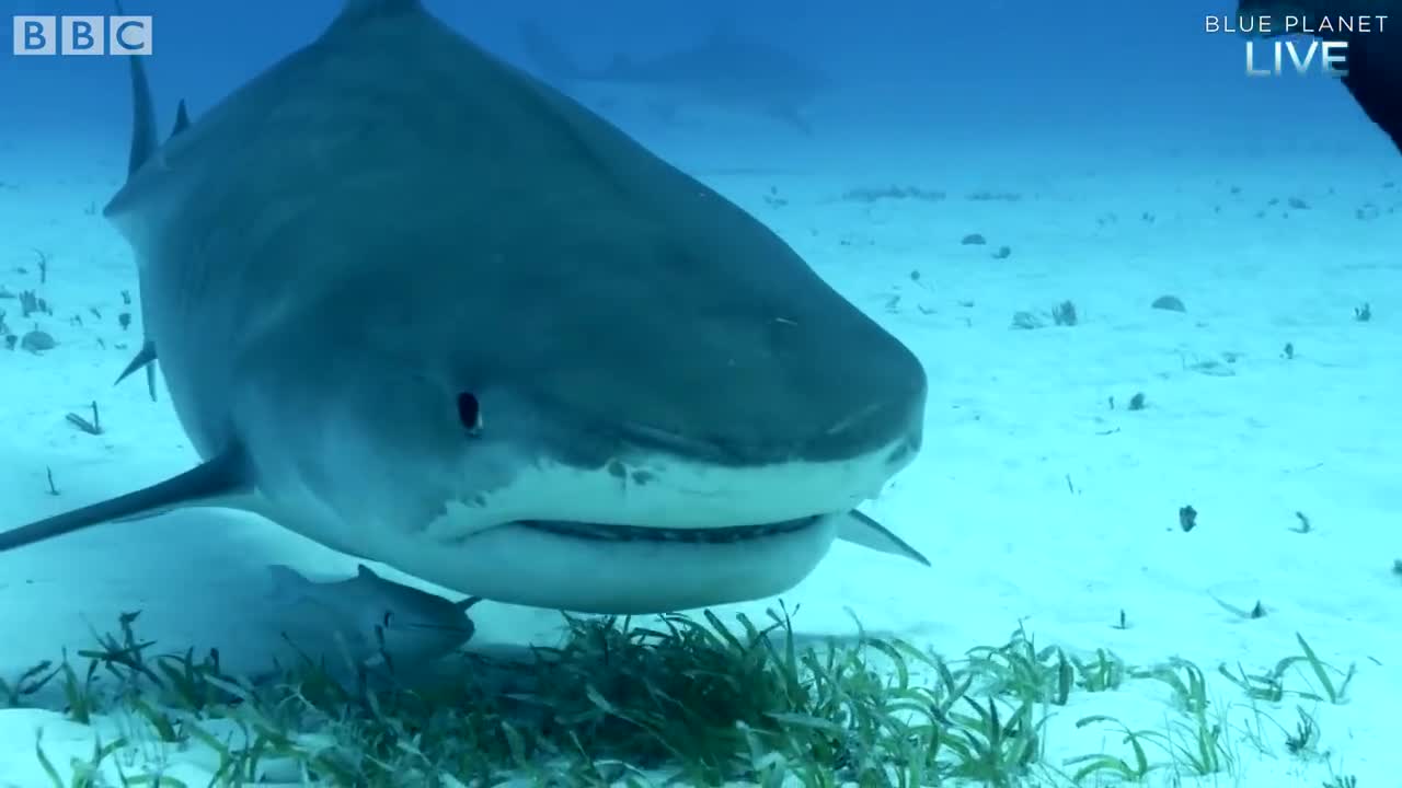 Sharks in the Bahamas | Blue Planet Live | BBC Earth