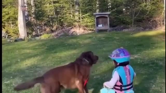 The idea of ​​using the dog as a motor for the tricycle