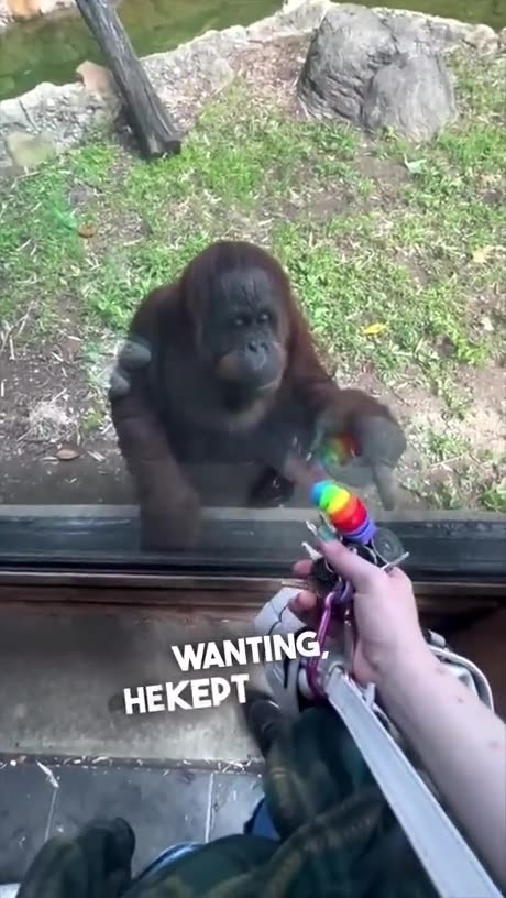 Curious and Smart Orangutan! #funnyanimals #shorts