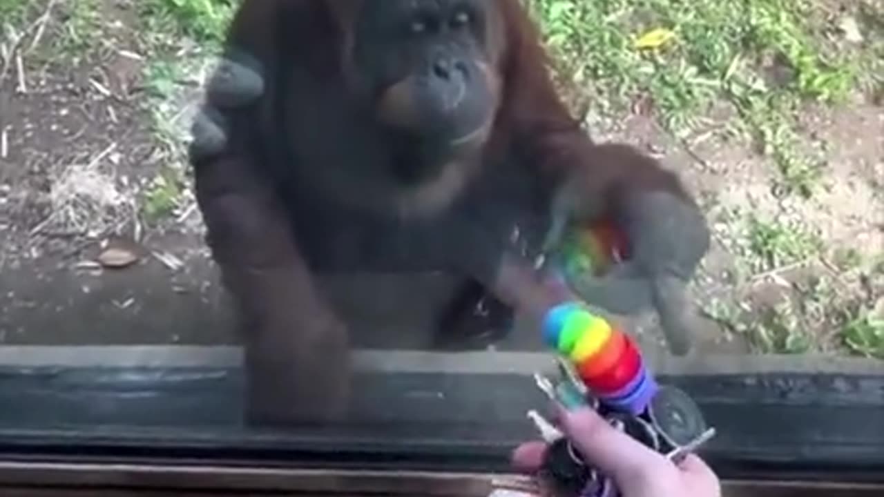 Curious and Smart Orangutan! #funnyanimals #shorts